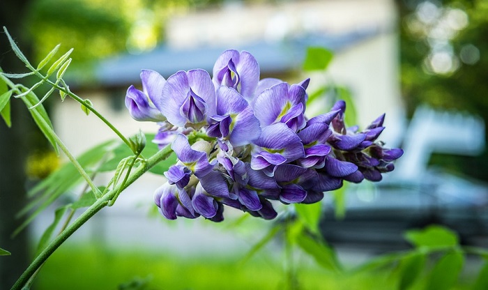 Wisteria Flower Meaning Symbolism And Colors