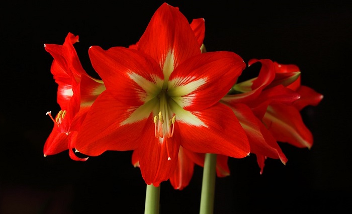 amaryllis symbole fleur