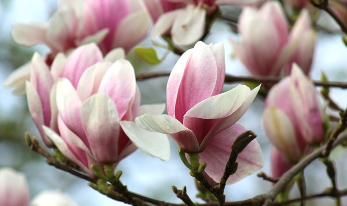 Magnolia Flower - Meaning, Symbolism and Colors